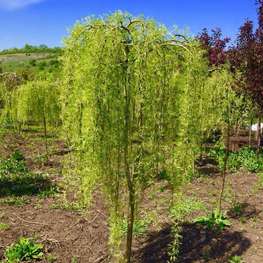 Акация древовидная Уолкер (Walker)