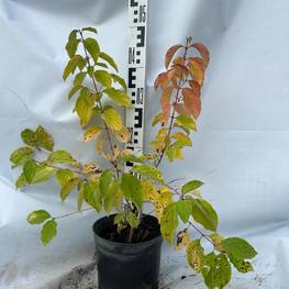 Дерен кроваво-красный Мидвинтер Файер (Midwinter Fire)