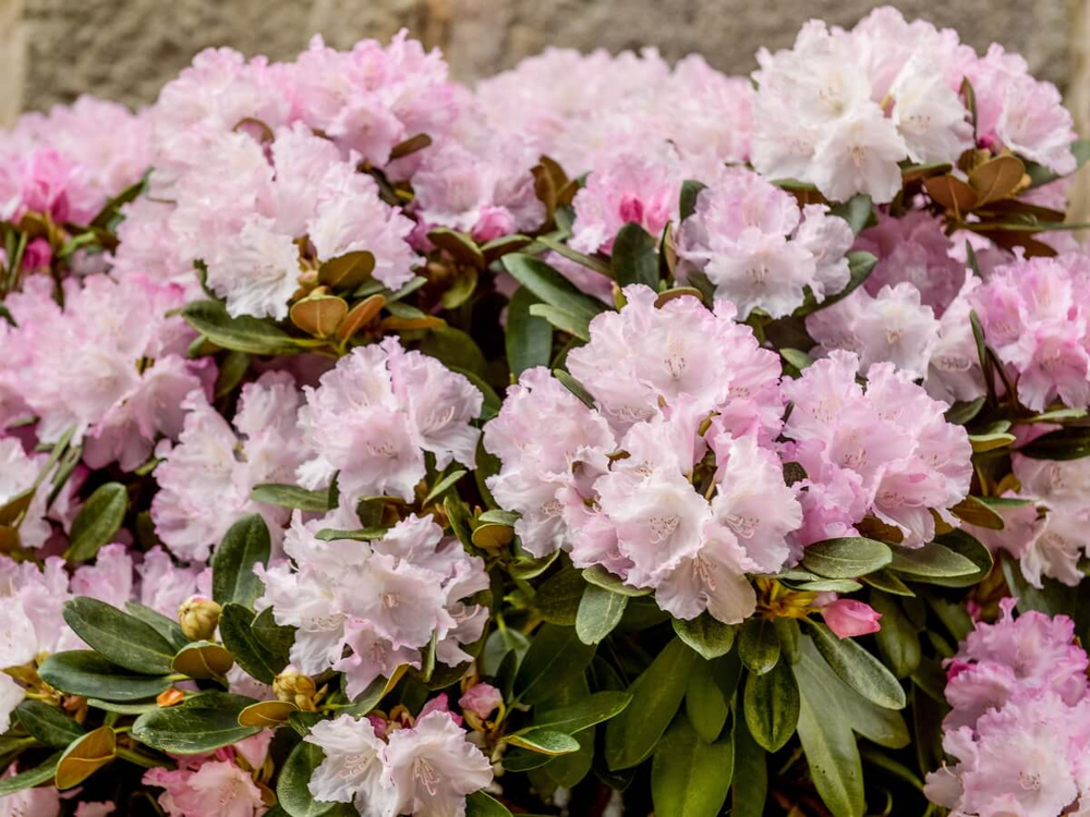 Рододендрон якушиманский Сильберволке (Silberwolke)