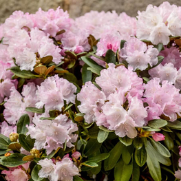 Рододендрон якушиманский Сильберволке (Silberwolke)