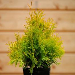 Туя западная Санни Смарагд (Sunny Smaragd)