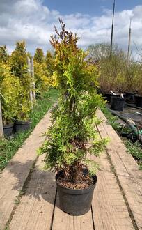 Туя западная Санни Смарагд (Sunny Smaragd)