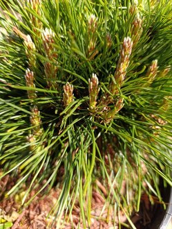 Сосна горная Варелла (Varella)