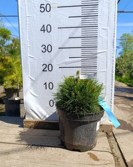 Сосна горная Варелла (Varella)