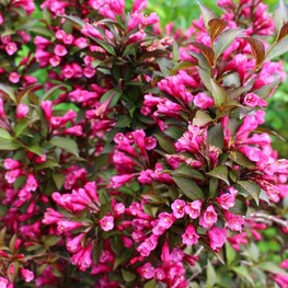 Вейгела Александра (Alexandra)