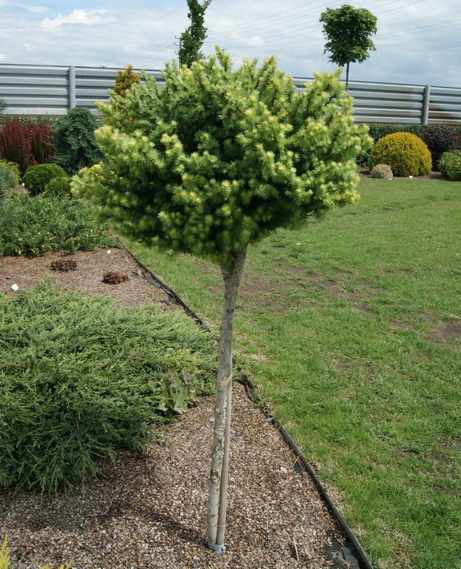Лиственница японская Блю Болл (Blue Ball)