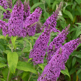 Буддлея Давида Пикок (Peacock)