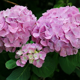 Гортензия крупнолистная Эндлесс Саммер (Endless Summer in cultivars)