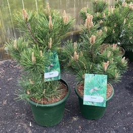 Сосна горная Гном (Gnom)