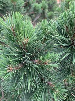 Сосна горная Гном (Gnom)