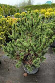 Сосна горная Гном (Gnom)