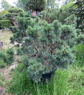 Сосна горная Гном (Gnom)