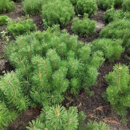 Сосна горная Гном (Gnom)