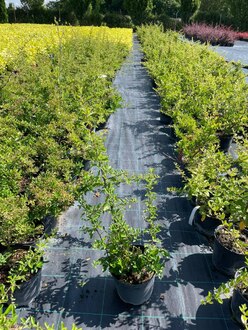 Пираканта Солей д&rsquo;Ор (Soleil d'Or)