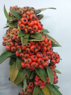 Пираканта Солей д&rsquo;Ор (Soleil d'Or)