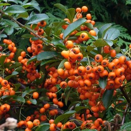 Пираканта Оранж Глоу (Orange Glow)