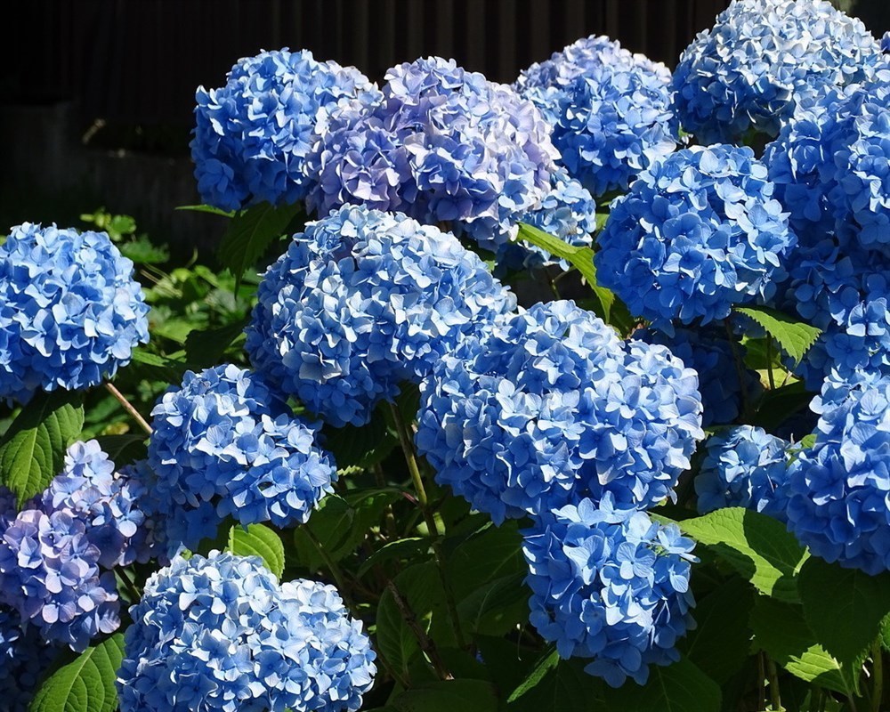 Гортензия крупнолистная Бодензее (Bodensee)