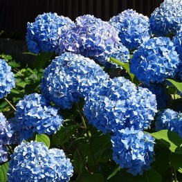 Гортензия крупнолистная Бодензее (Bodensee)