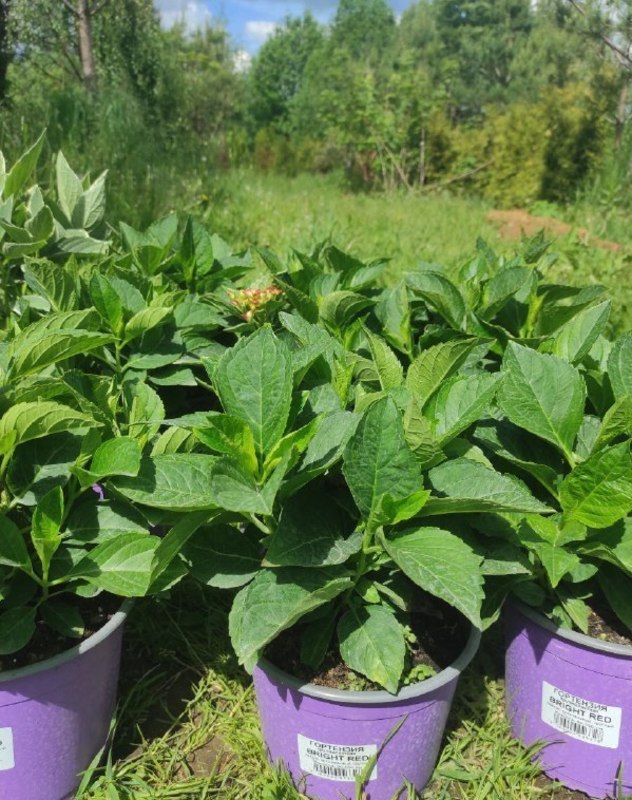 Гортензия крупнолистовая Брайт Ред (Bright Red)