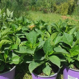 Гортензия крупнолистовая Брайт Ред (Bright Red)