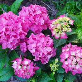 Гортензия крупнолистная Форевер Эвер Пинк (Forever Ever Pink)