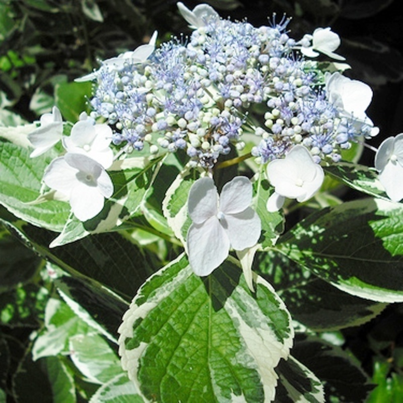 Гортензия крупнолистовая Триколор (Tricolour)