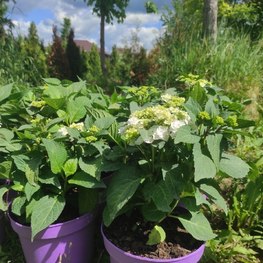 Гортензия крупнолистная Доппио Бьянко (Doppio Bianco)