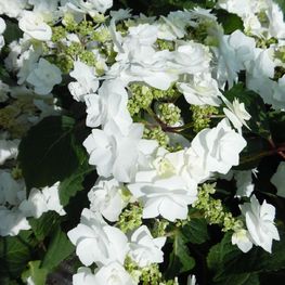 Гортензия крупнолистная Доппио Бьянко (Doppio Bianco)