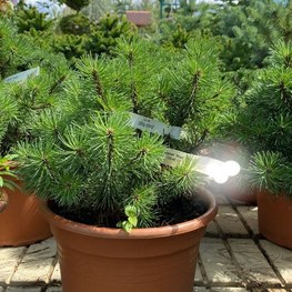 Сосна горная Мопс (Mops)