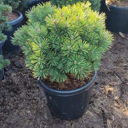 Сосна горная Мопс (Mops)