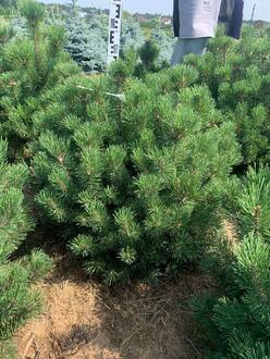 Сосна горная Мопс (Mops)