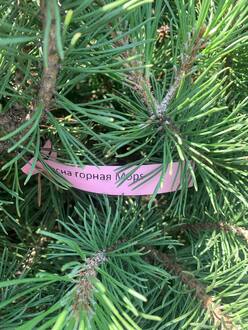 Сосна горная Мопс (Mops)