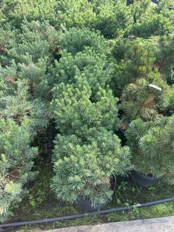 Сосна горная Мопс (Mops)