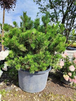 Сосна горная Мопс (Mops)