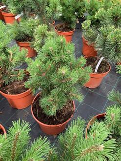 Сосна горная Мопс (Mops)