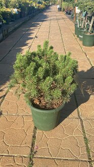 Сосна горная Мопс (Mops)