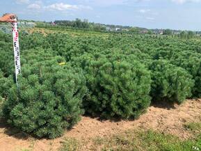 Сосна горная Мопс (Mops)