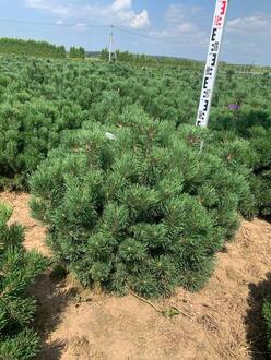 Сосна горная Мопс (Mops)