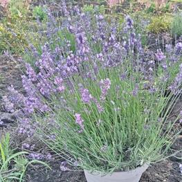 Лаванда узколистная Мелисса Лилак (Melissa lilac)
