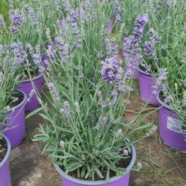 Лаванда узколистная Мелисса Лилак (Melissa lilac)