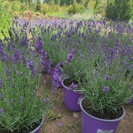 Лаванда узколистная Тамбелина Ли (Thumbelina Leigh)