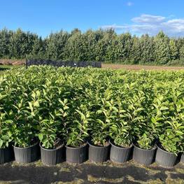 Гортензия метельчатая "Самарская Лидия"