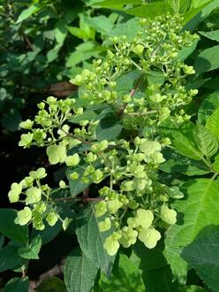 Гортензия метельчатая "Самарская Лидия"