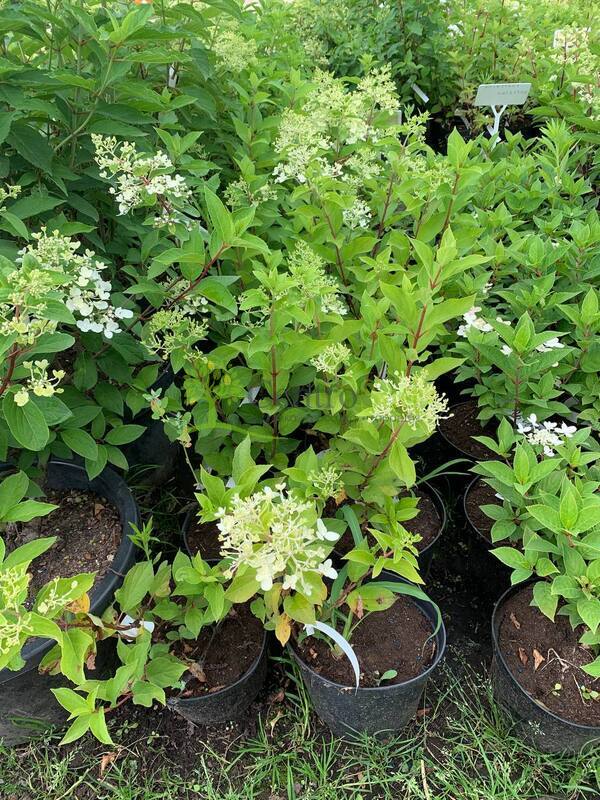 Гортензия метельчатая Геркулес (Hercules)