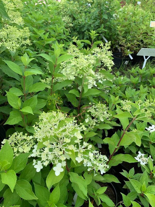 Гортензия метельчатая Геркулес (Hercules)