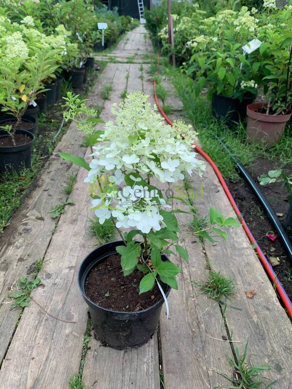 Гортензия метельчатая Геркулес (Hercules)