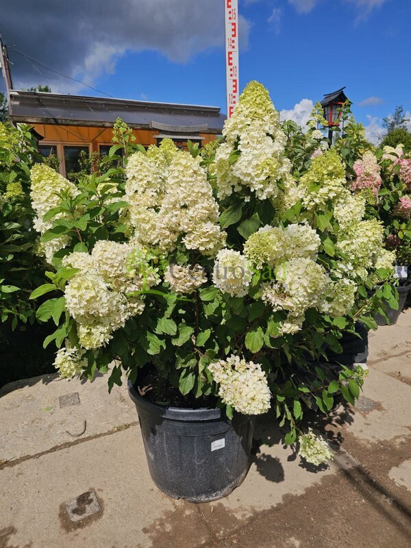 Гортензия метельчатая Геркулес (Hercules)