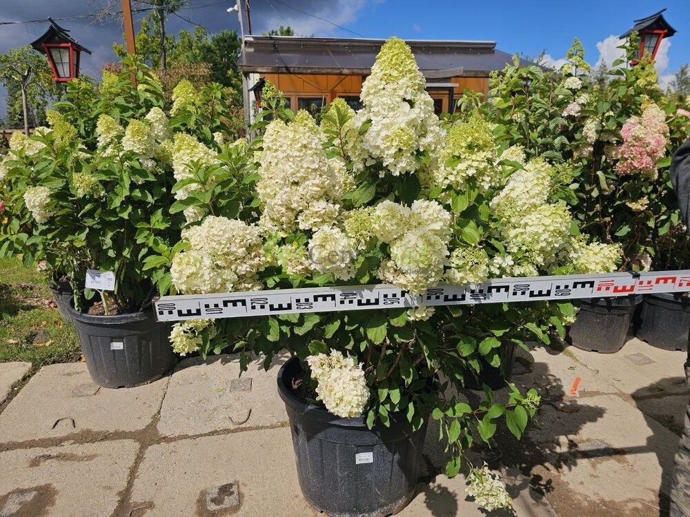 Гортензия метельчатая Геркулес (Hercules)