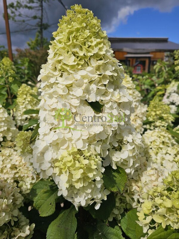 Гортензия метельчатая Геркулес (Hercules)