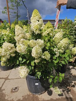 Гортензия метельчатая Геркулес (Hercules)